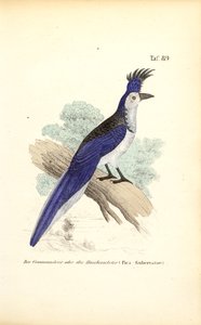 Blue-crested Jay by J. W. Tenhaeff