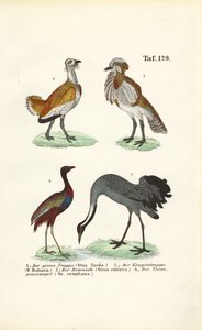 Bustards and Cranes