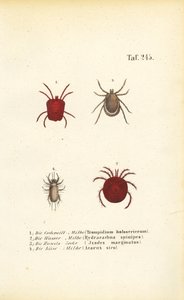 Different Species of Mites and Ticks