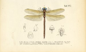 Dragonflies with Their Mouthparts and Larvae by J. W. Tenhaeff