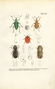 Economically Significant Beetle Species