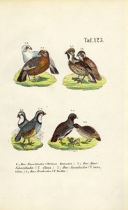 European Grouse Species and Partridges