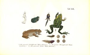 European Tree Frogs and Common Toad