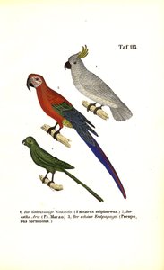 Exotic Parrot Species