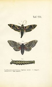 Exotic and Native Hawk Moths