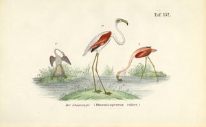 Flamingos in Wetland