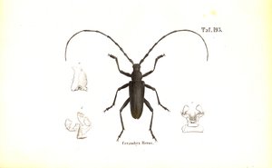 Great Capricorn Beetle by J. W. Tenhaeff