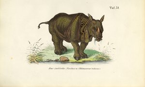 Indian Rhinoceros