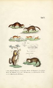 Marten Species with Skull Illustration