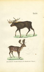Moose and Fallow Deer
