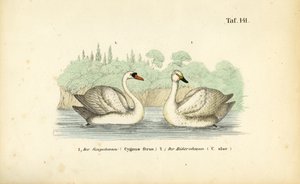 Mute Swan and Whooper Swan