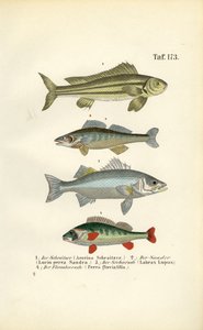 Native Freshwater Fish