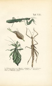 Praying Mantises and Stick Insects by J. W. Tenhaeff