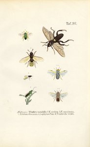 Sawflies and Their Species