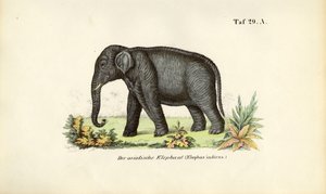 The Asian Elephant