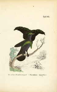 The Superb Bird-of-Paradise