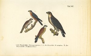Various Falcon Species