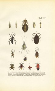 Various Parasites and True Bugs