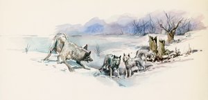 Pack of Wolves, from Call of the Wild, Adventure Novel by Jack London by Jack London