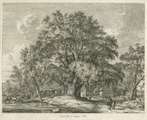Blithfield - Wych Elm