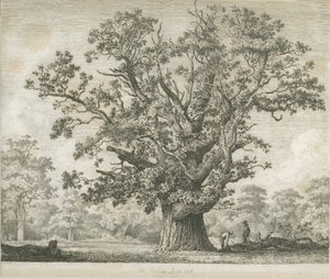 Needwood - Swilcar Oak