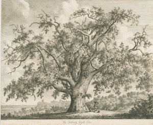 Tutbury - "Wych Elm": etching, nd [c.1820]