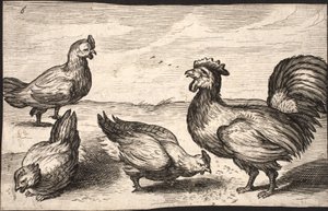 A Cock with Three Hens