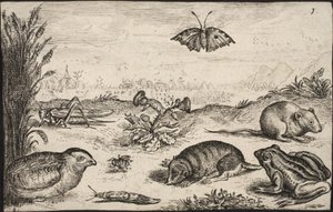 Small Animals and Insects: Grasshopper, Butterfly, Field Vole, Partridge, Bee, Snail, Mole and Frog by Jacob Matham