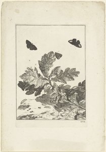 Flying Butterflies and Other Insects Above a Branch with Leaves by Jacob l
