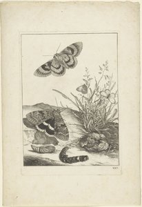 Butterflies, Caterpillar, and Cocoon by Jacob l