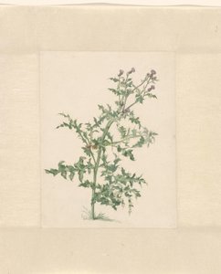 Blooming Plant
