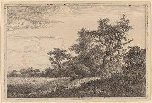 Grain Field at the Edge of a Wood