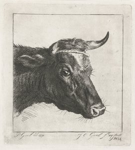 Head of a Cow with Rope Around the Horns by Jacobus Cornelis Gaal