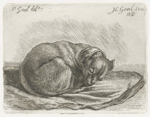 Sleeping Dog Lying on a Blanket by Jacobus Cornelis Gaal