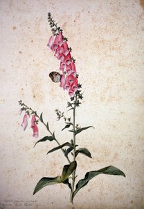 Herbarium: Digitalis Purpurea with Papilio Paphia by Jacopo Ligozzi