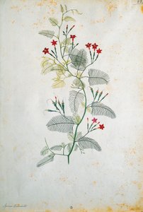 Quamoclit Pennata (Cypress Vine), Mexican Plant, by Jacopo Ligozzi