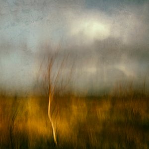 Golden Field Tree by Jacqueline van Bijnen