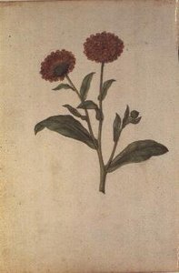 Calendula officinalis, c.1568 by Jacques  Le Moyne