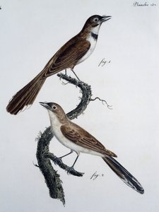 Male and female of Spectacled Monarch (Monarcha trivirgata) by Jacques (after) Barraband