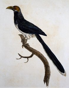 Red-faced Malkoha (Phaenicophaeus pyrrhocephalus)
