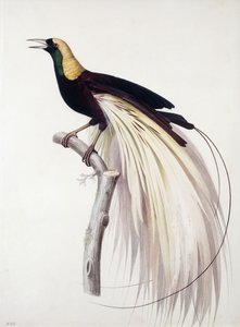 Greater Bird of Paradise, Male