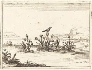 Bird Perched on a Thistle by Jacques Callot
