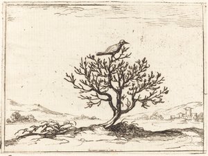 Nightingale in a Bush by Jacques Callot