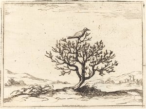 Nightingale in a Bush by Jacques Callot