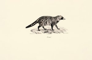 African Civet by Jacques Christophe Werner