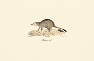 African Mongoose