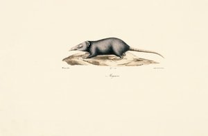 Asian House Shrew