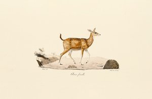 Axis Deer Female by Jacques Christophe Werner