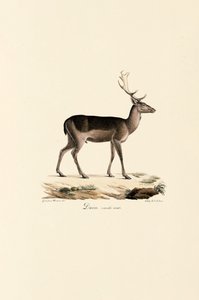 Black Fallow Deer Variant by Jacques Christophe Werner
