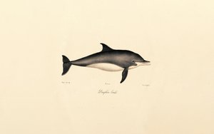 Common Dolphin by Jacques Christophe Werner